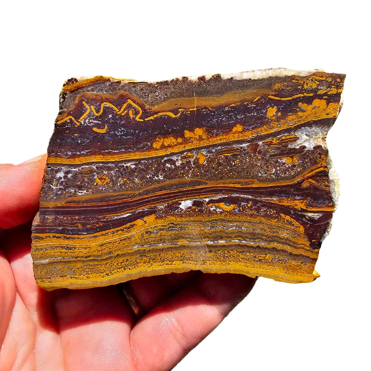 Apple Valley Jasper Endcut!  Fossil Stromatolite!