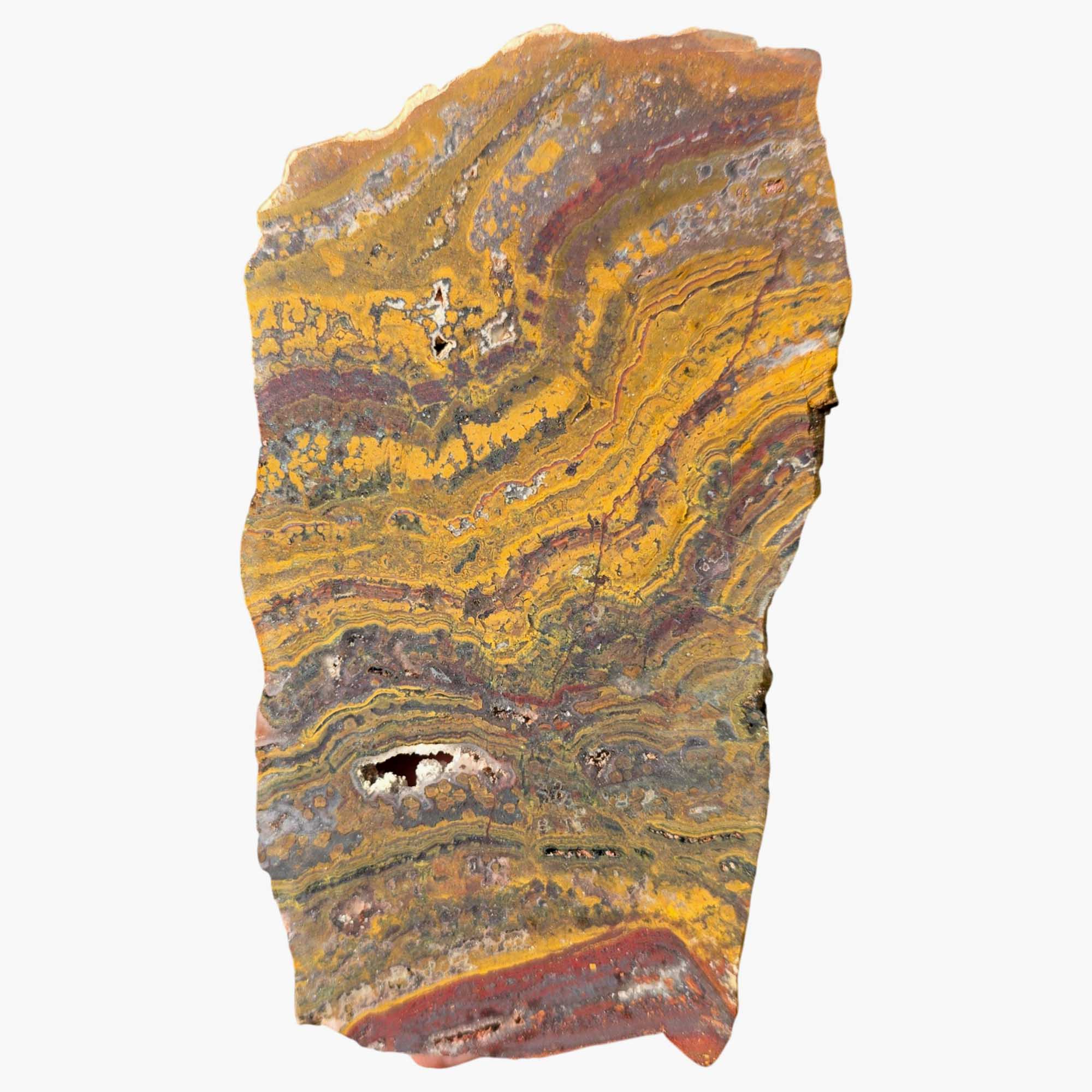 Apple Valley Jasper Slab Fossil Stromatolite with Hematite Flower Patterns