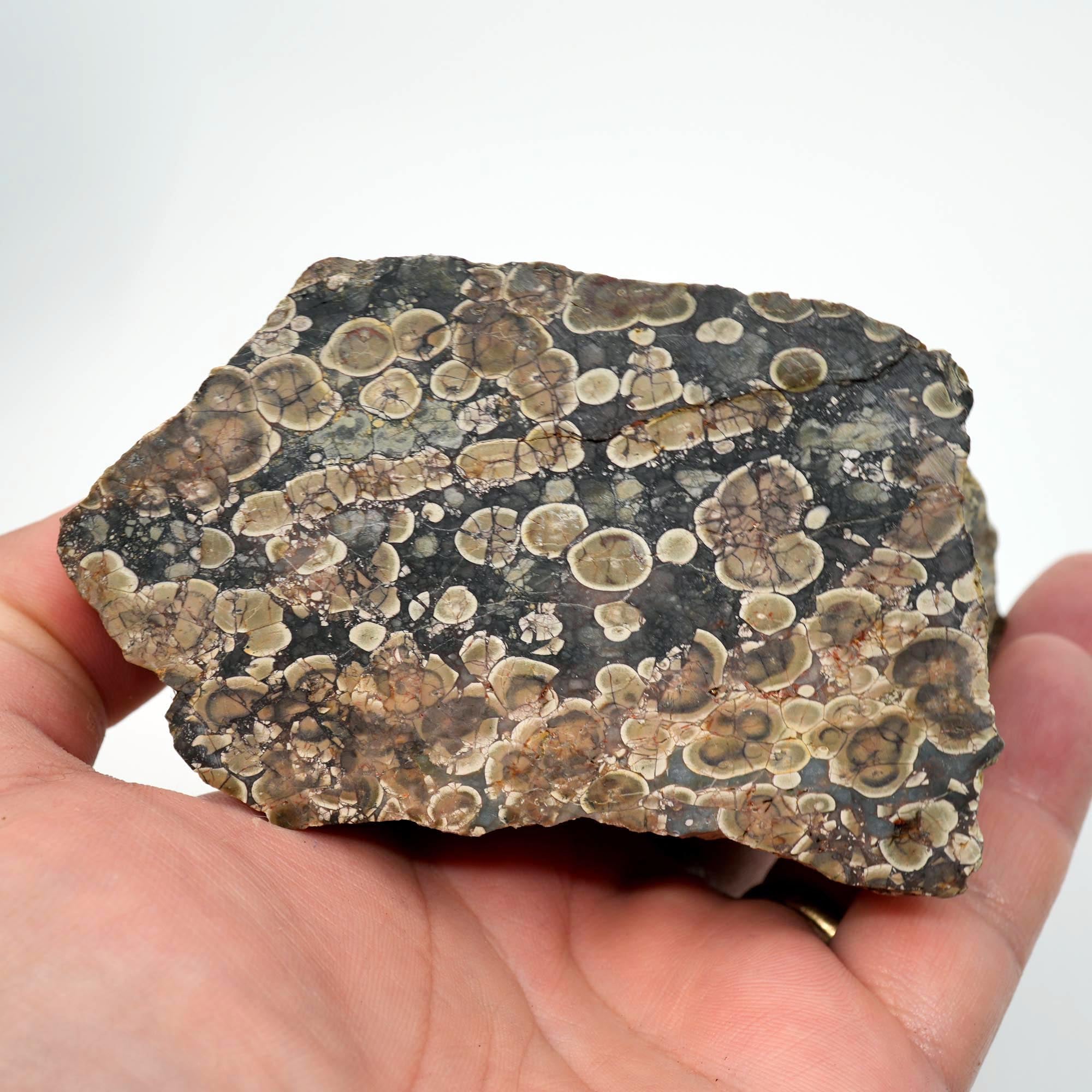 Oregon Oolite Rough - Quant Collection Mystery Find