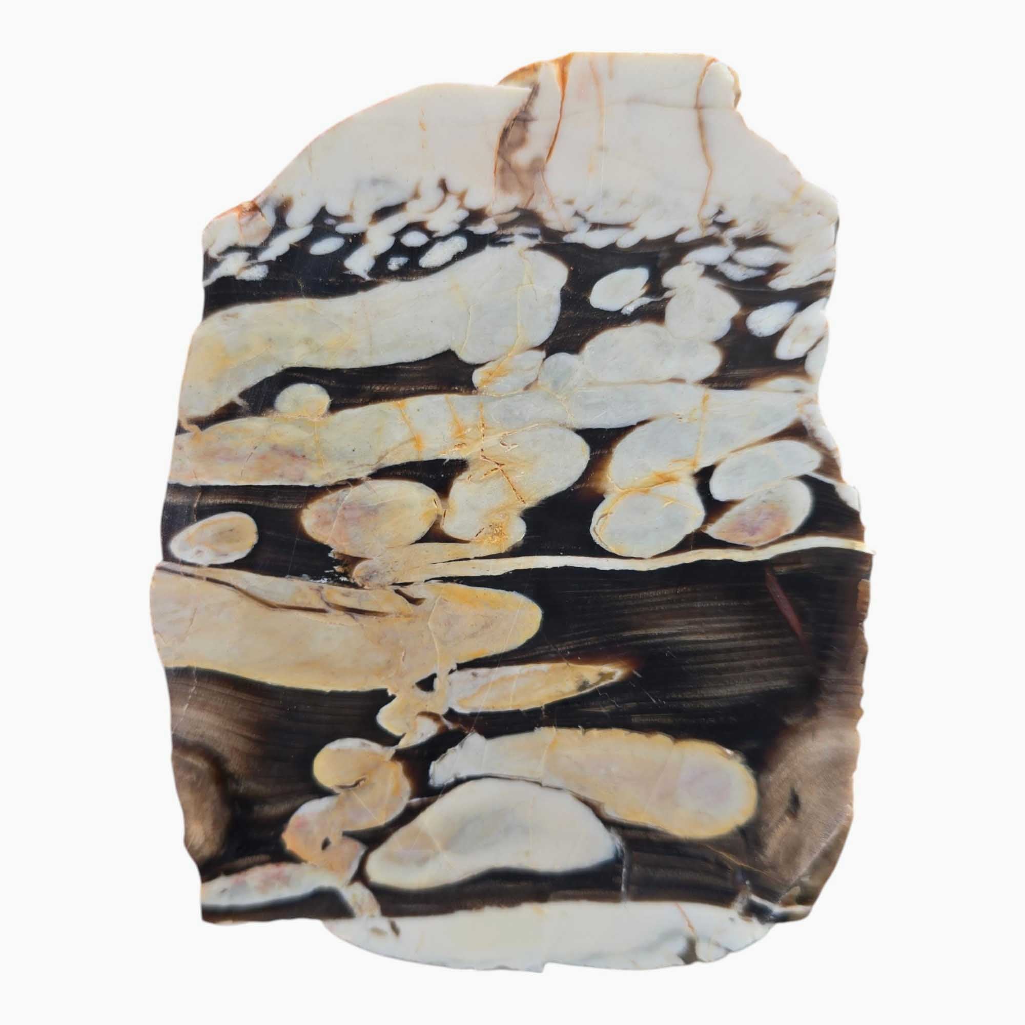 Peanut Wood Slab Dry – Australian Petrified Driftwood Fossilized Shipworm Tunnels #3530-Photo4