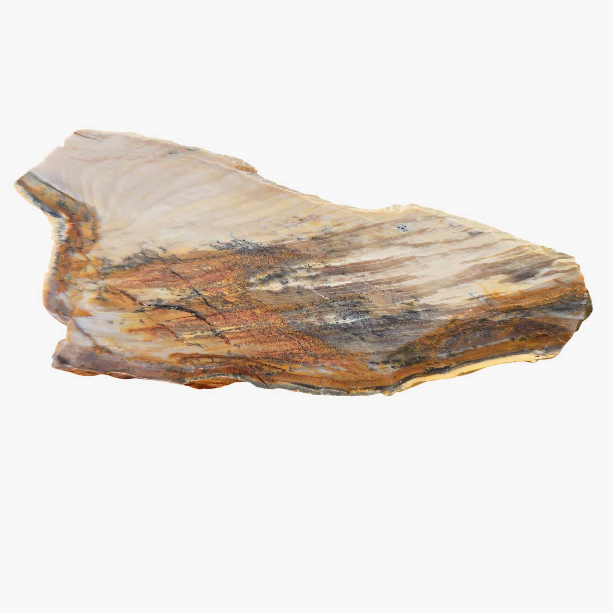 Mystery Petrified Wood Slab Dry – Rustic Woodgrain Pattern Vintage Cut #3660-Photo4