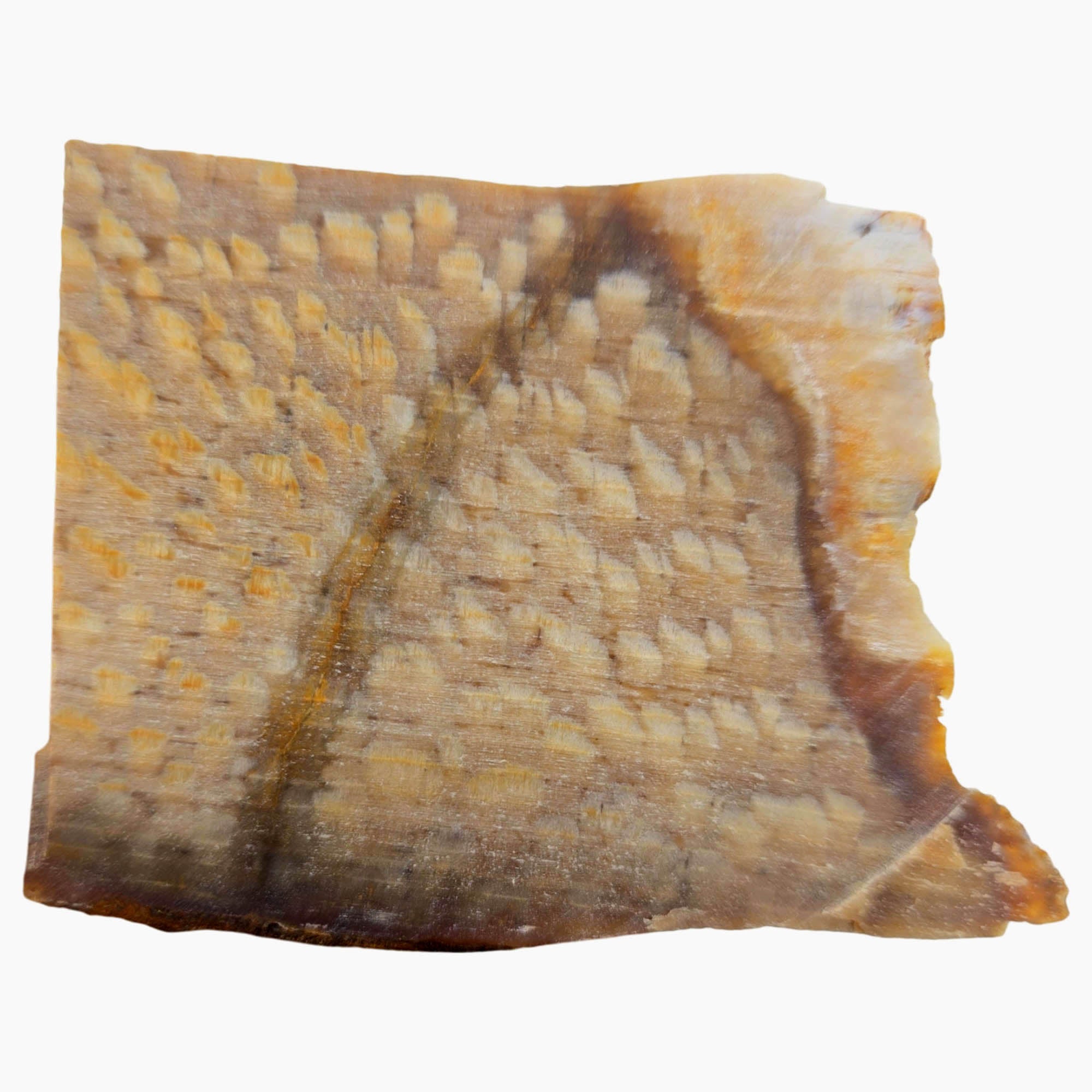 Badger Pocket Petrified Wood Slab Dry – Prime Sycamore Pattern! #3898-Photo6